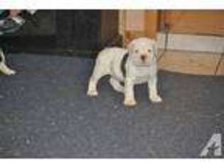 Olde English Bulldogge Puppy for sale in NORTON, MA, USA
