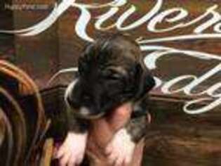 Great Dane Puppy for sale in Bland, MO, USA