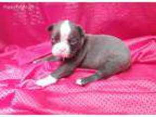 Boston Terrier Puppy for sale in Pocahontas, AR, USA