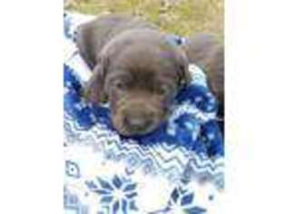 Labrador Retriever Puppy for sale in Roanoke Rapids, NC, USA