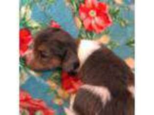 Dachshund Puppy for sale in Parsons, KS, USA