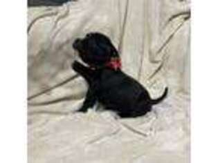 Mutt Puppy for sale in North Babylon, NY, USA