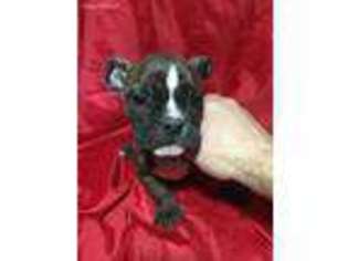 Olde English Bulldogge Puppy for sale in Kenton, OH, USA