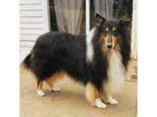 Collie Puppy for sale in The Plains, VA, USA