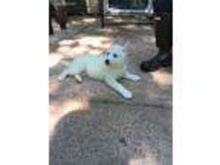 Siberian Husky Puppy for sale in Deerfield, IL, USA