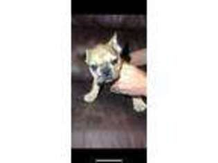 French Bulldog Puppy for sale in Bedford, IN, USA