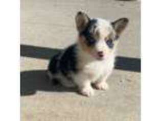 Cardigan Welsh Corgi Puppy for sale in Payson, IL, USA