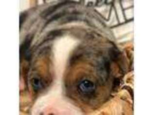 Bulldog Puppy for sale in Springview, NE, USA