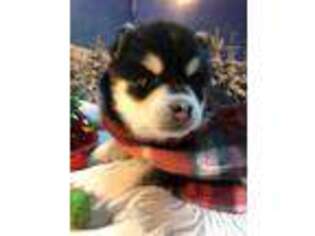 Alaskan Klee Kai Puppy for sale in Farmington, MO, USA