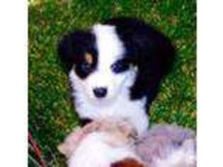 Mutt Puppy for sale in WILTON, CA, USA