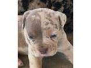 Olde English Bulldogge Puppy for sale in Briggsville, AR, USA