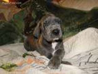 Great Dane Puppy for sale in Red Oak, VA, USA