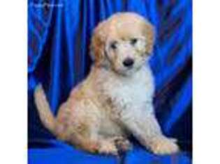 Goldendoodle Puppy for sale in Walhonding, OH, USA