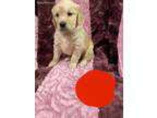 Golden Retriever Puppy for sale in Union City, MI, USA
