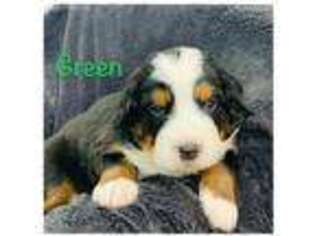 Bernese Mountain Dog Puppy for sale in Layton, UT, USA