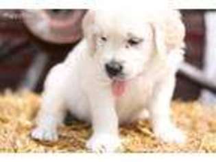 Golden Retriever Puppy for sale in Orange City, IA, USA