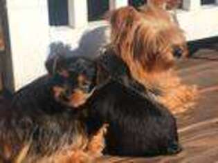 Yorkshire Terrier Puppy for sale in Oxford, CT, USA