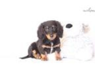 Medium Photo #1 Dachshund Puppy For Sale in Fort Myers, FL, USA