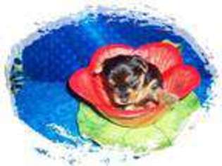 Yorkshire Terrier Puppy for sale in MENIFEE, CA, USA
