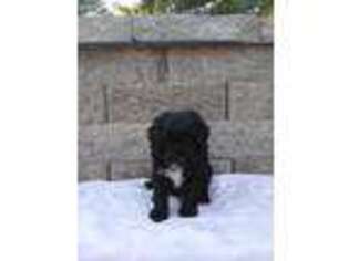 Goldendoodle Puppy for sale in Stitzer, WI, USA