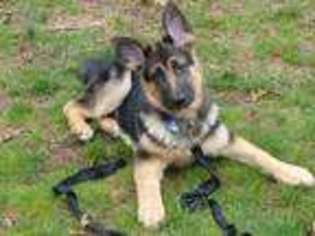 German Shepherd Dog Puppy for sale in BRIDGEPORT, CT, USA