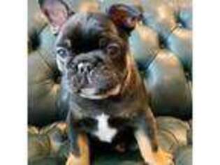 French Bulldog Puppy for sale in Watertown, WI, USA