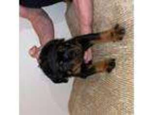 Rottweiler Puppy for sale in Woodbridge, VA, USA