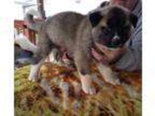 Akita Puppy for sale in Elizabethtown, PA, USA