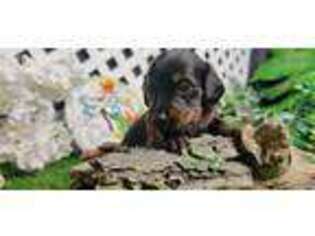 Dachshund Puppy for sale in Milford, UT, USA