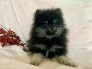 Pomeranian Puppy for sale in Staples, MN, USA