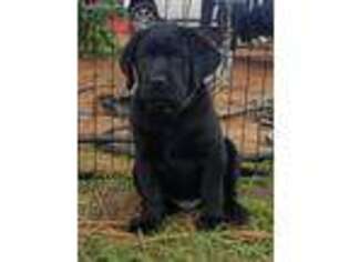 Labrador Retriever Puppy for sale in Bethune, SC, USA