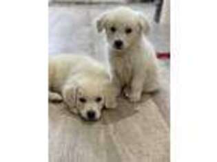 Mutt Puppy for sale in Sheridan, MT, USA