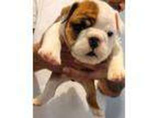 Bulldog Puppy for sale in Blackwood, NJ, USA