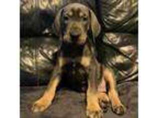 Great Dane Puppy for sale in Seekonk, MA, USA