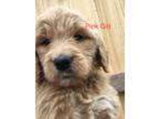 Goldendoodle Puppy for sale in Romance, AR, USA