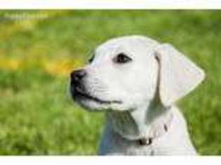 Labrador Retriever Puppy for sale in Logan, UT, USA