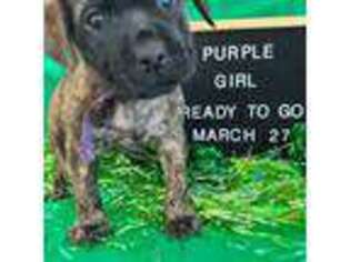 Mastiff Puppy for sale in Bigfork, MT, USA