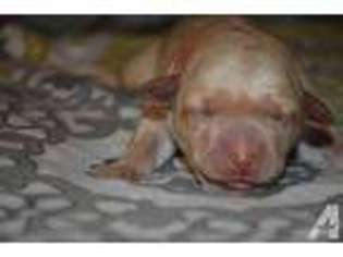 Labrador Retriever Puppy for sale in HUNTINGTON, IN, USA