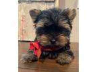 Yorkshire Terrier Puppy for sale in Colmesneil, TX, USA