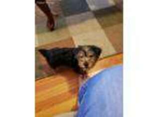 Yorkshire Terrier Puppy for sale in Fredericksburg, VA, USA