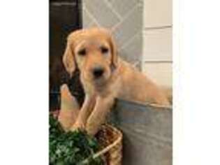 Labradoodle Puppy for sale in Mayflower, AR, USA
