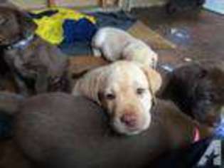 Labrador Retriever Puppy for sale in KEAAU, HI, USA