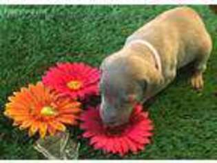 Weimaraner Puppy for sale in Jacksonville, FL, USA