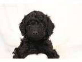 Goldendoodle Puppy for sale in Mamaroneck, NY, USA