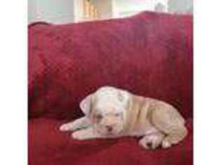 Olde English Bulldogge Puppy for sale in Chester, VA, USA