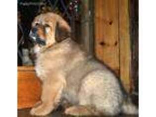 Tibetan Mastiff Puppy for sale in Alger, MI, USA
