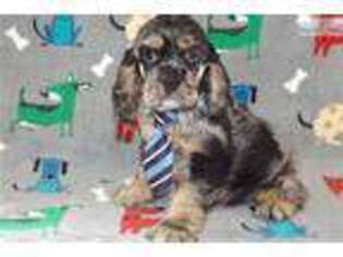 Cocker Spaniel Puppy for sale in Tyler, TX, USA