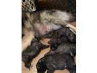 Keeshond Puppy for sale in Perrysburg, OH, USA