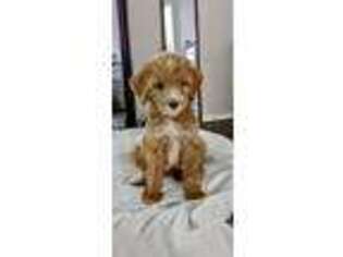 Goldendoodle Puppy for sale in Fort Worth, TX, USA