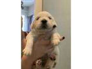 Golden Retriever Puppy for sale in Grants Pass, OR, USA